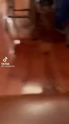 Gato bailando en el tubo