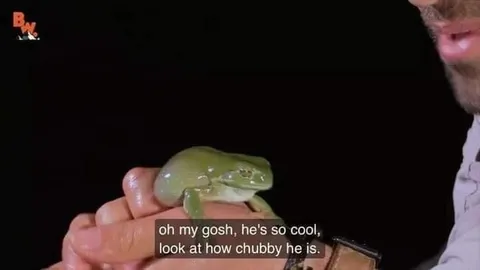 Chubby Frog Reaction