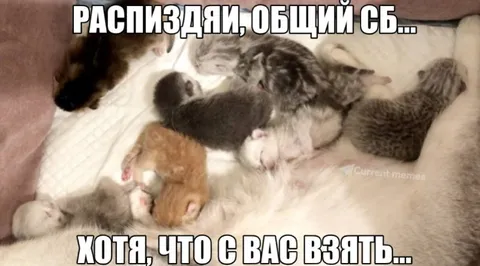 Распиздяи, общий сбор