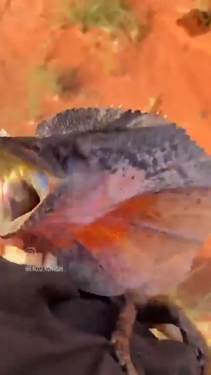 Bienvenue en Australie avec un lézard