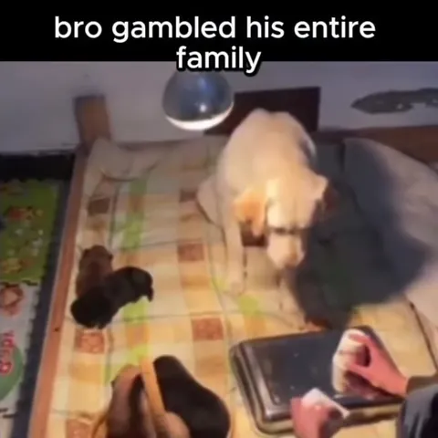 Dog Gambled the Family