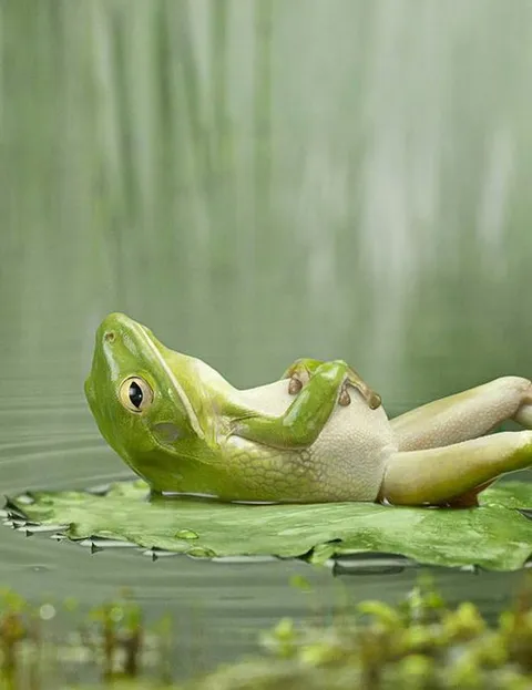 Лягушка отдыхает на воде