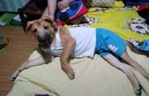 Собака в человеческом теле