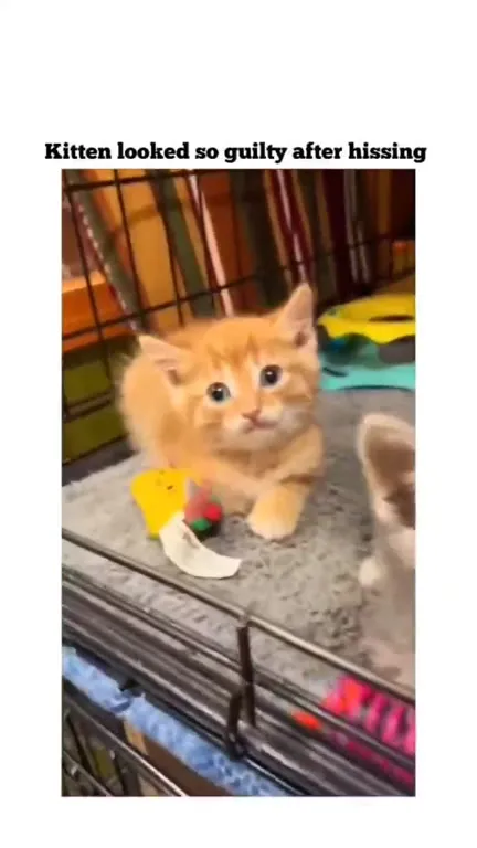 Guilty Kitten After Hissing