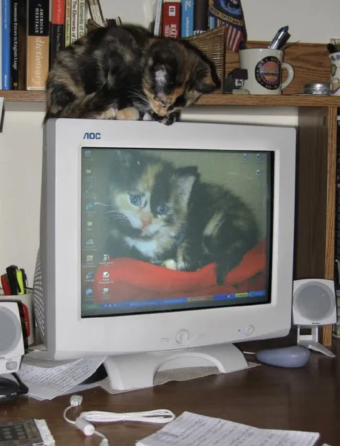 Кот смотрит на котёнка