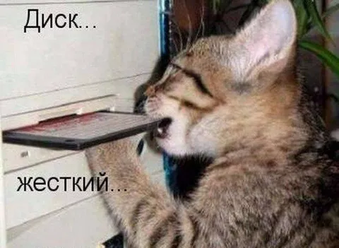 Жесткий диск для кота