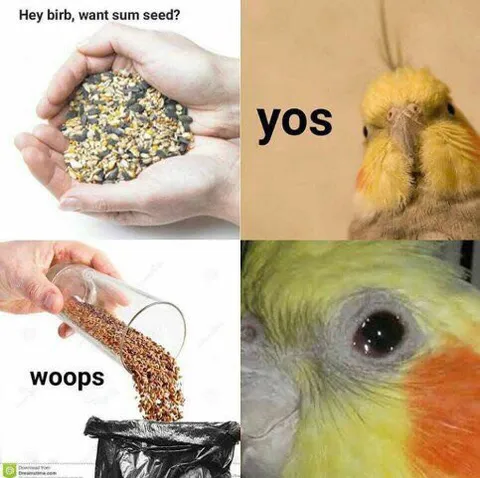Birb Wants Some Seed