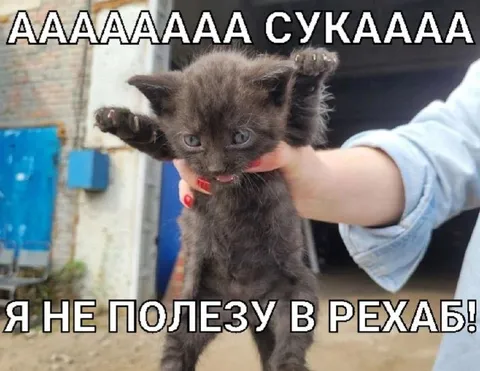 Котёнок не полезет в рекаб