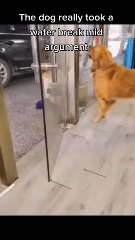 Dog Takes a Water Break