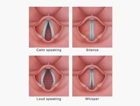 Vocal Cords Speaking Modes