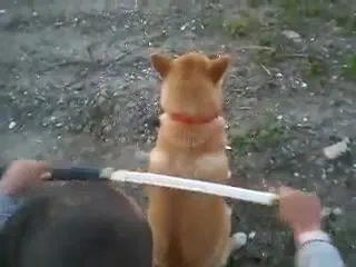Пёс сначала терпит, потом целует