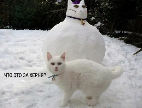 Кот и странный снеговик