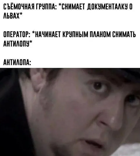 Антилопа крупным планом