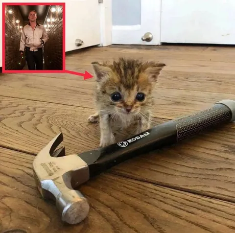 Tiny Kitten With a Giant Hammer