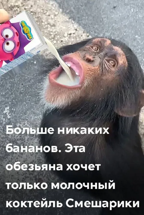 Обезьяна хочет молочный коктейль