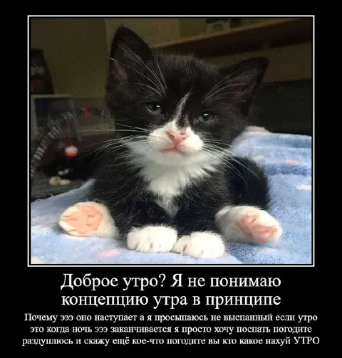 Кот не понимает концепцию утра