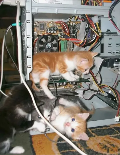 Котята чинят компьютер