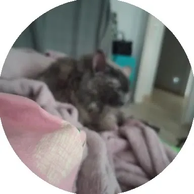 Кот включил режим уборки