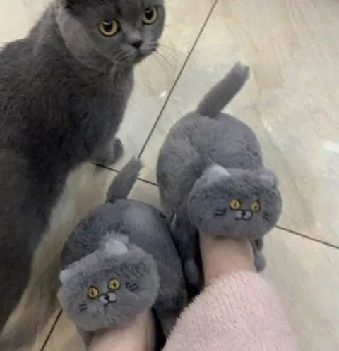 Кот и тапочки-коты