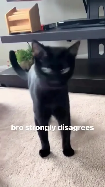 Black Cat Strongly Disagrees
