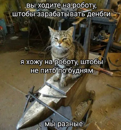 Кот ходит на работу ради выпивки