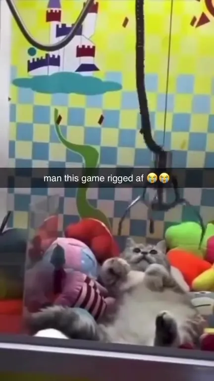 Claw Machine Tries to Grab Cat