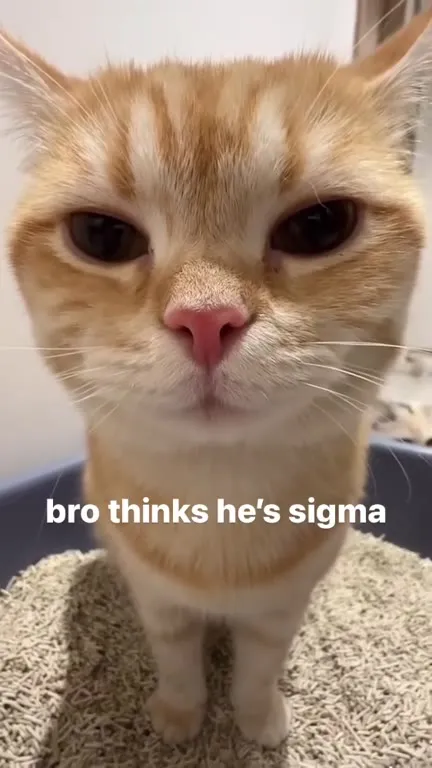 Cat Thinks He’s Sigma