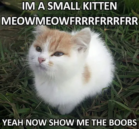 Small Kitten Wants Boobs
