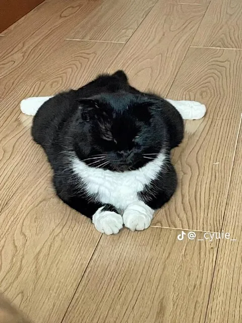 Кот-буханка на полу