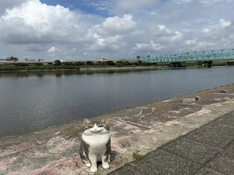 Кот у реки и моста