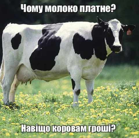Навіщо коровам гроші
