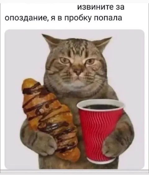 Кот попал в пробку