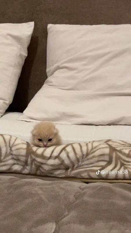 Котёнок выглядывает из одеяла