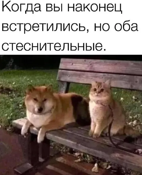 Неловкая встреча на скамейке