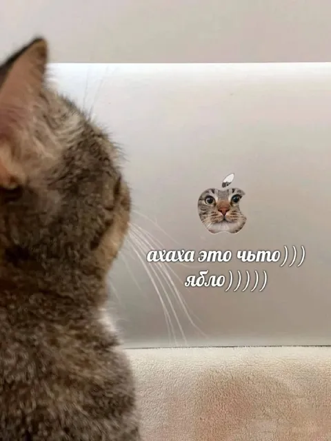 Кот увидел своё лицо