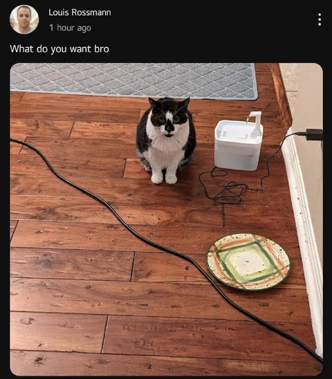 What Do You Want Bro Cat