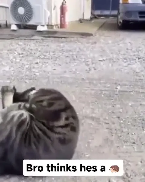 Bro Thinks He Has a Hedgehog