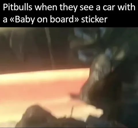 Pitbulls See Baby on Board