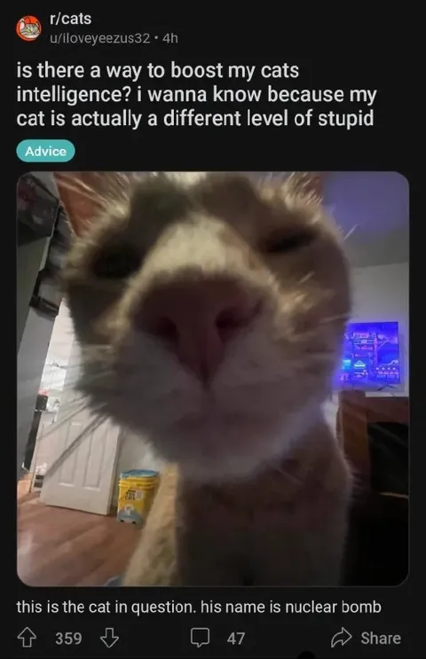 Nuclear Bomb Cat Intelligence