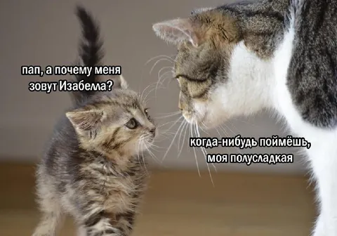 Котёнок спрашивает про имя