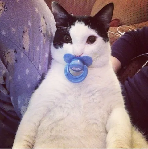 Кот с пустышкой