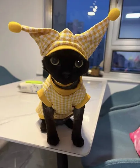 Чёрный кот в костюме шута