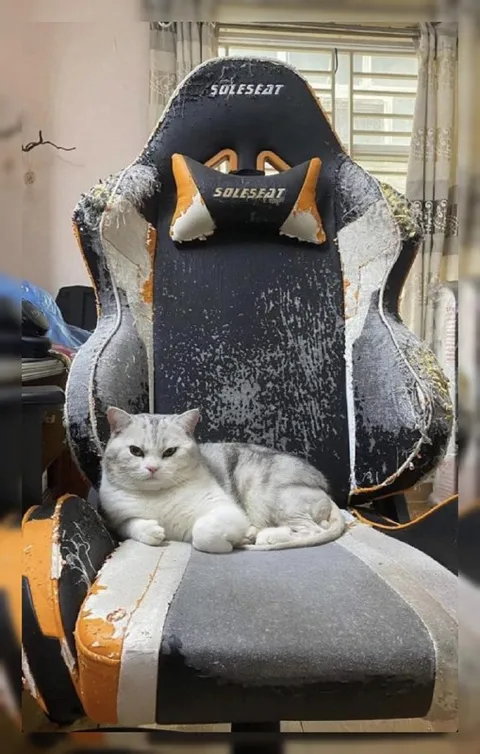 Кот занял игровое кресло