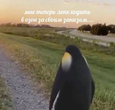 Пингвин идёт за заказом