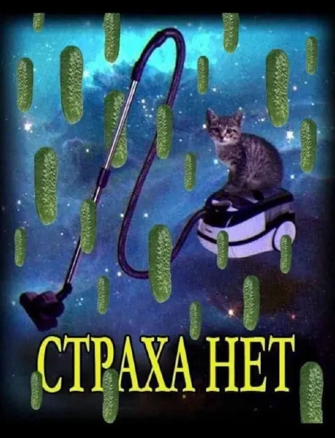 Страха нет — кот в космосе