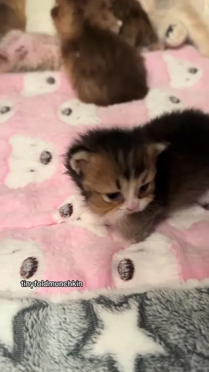 Котята устраивают милую возню