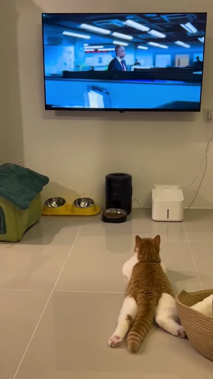 Cat Watches His Office