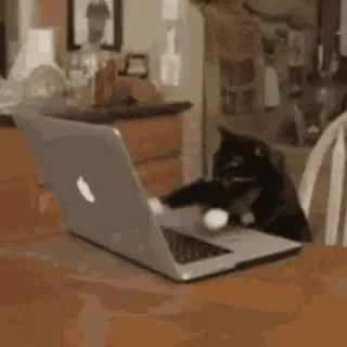 Кот работает за ноутбуком