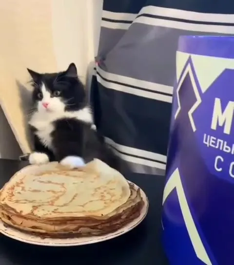 Кот крадёт блины
