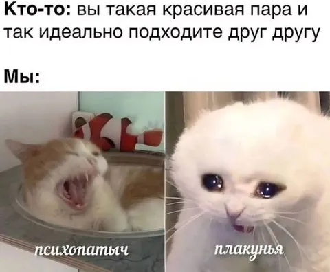 Идеальная пара котов